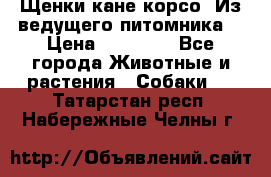 Щенки кане корсо! Из ведущего питомника! › Цена ­ 60 000 - Все города Животные и растения » Собаки   . Татарстан респ.,Набережные Челны г.
